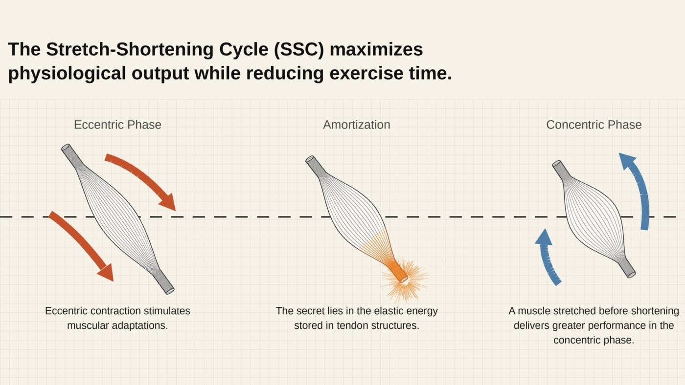 SSC_stretch_shortening_cycle_EN